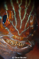cardinal fish with mouth brood by Dave Baxter 